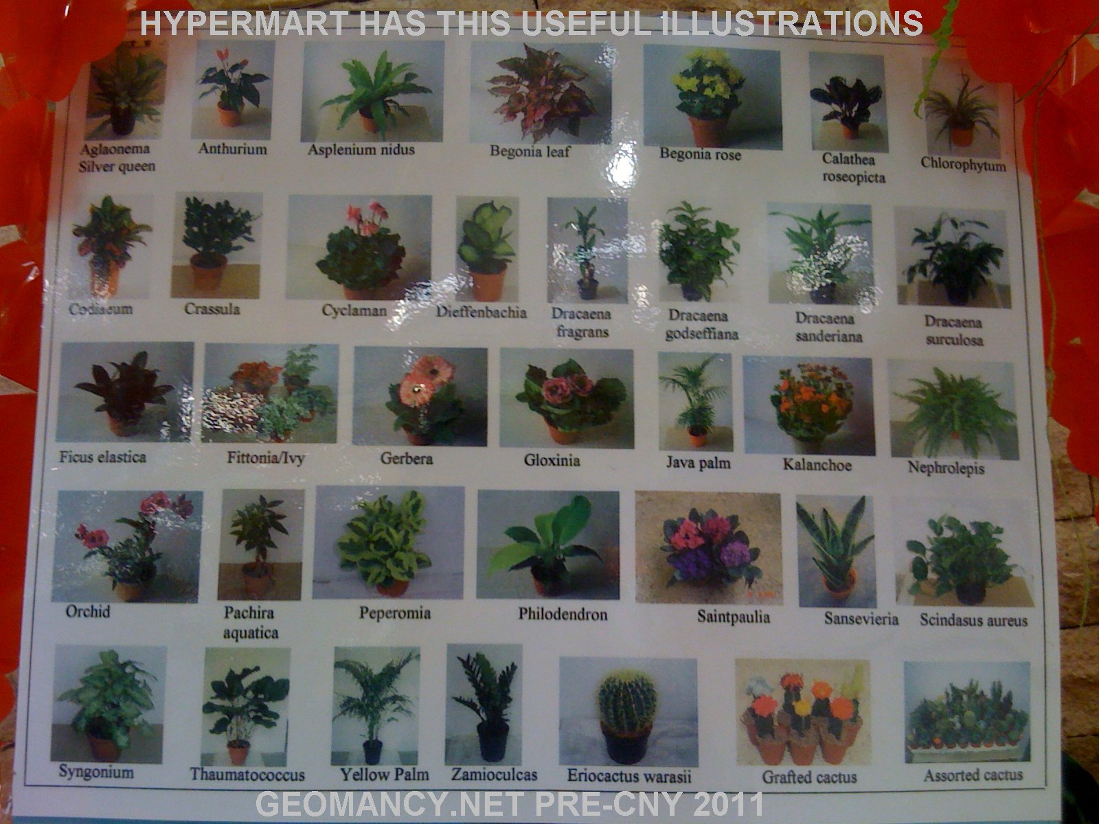 Plants Name Chart