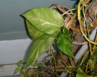 Money Plants