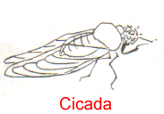cicada.gif