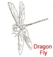 dragonfly.gif