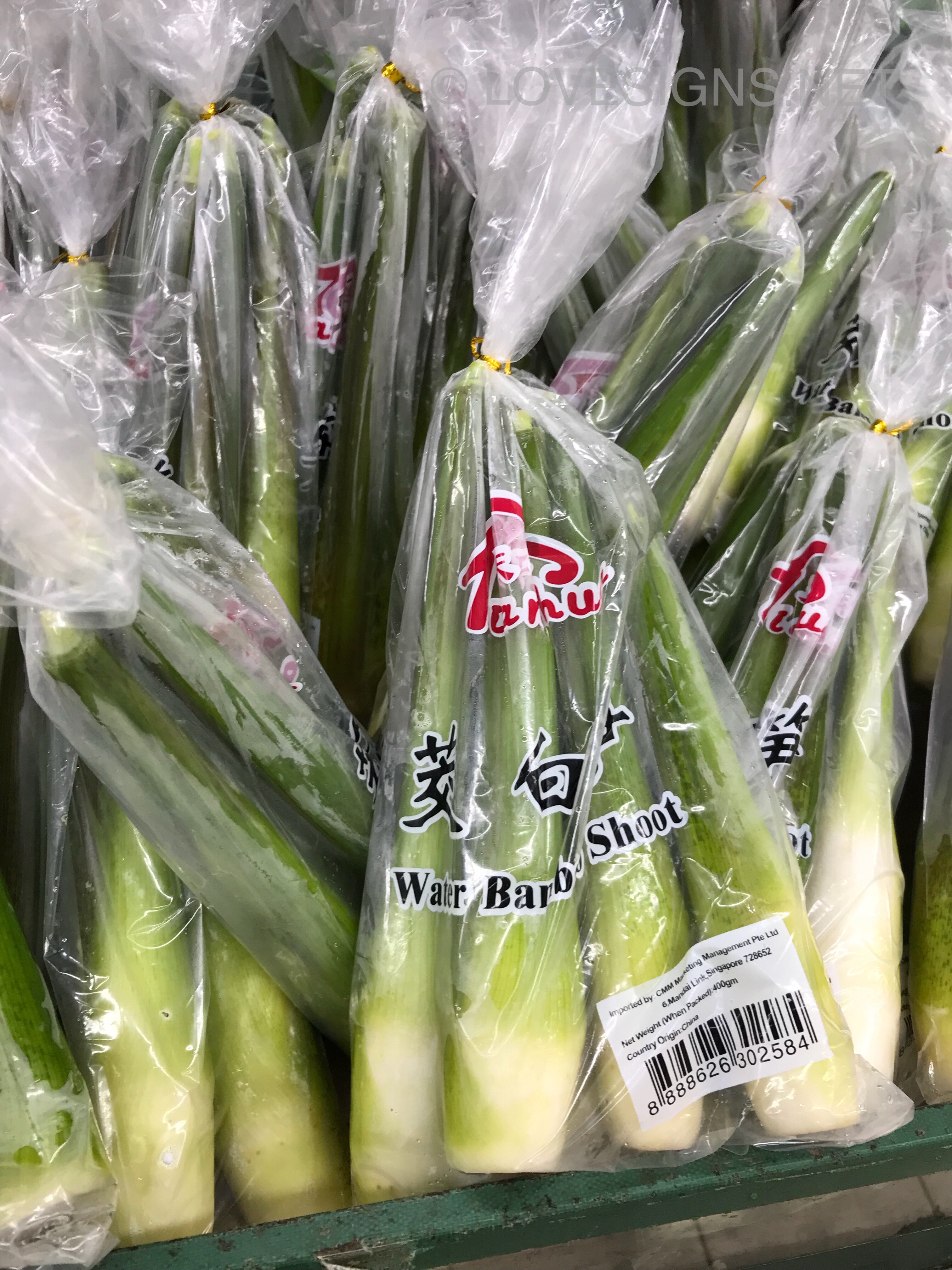 Young moist water  bamboo  shoots Chinese Culture 